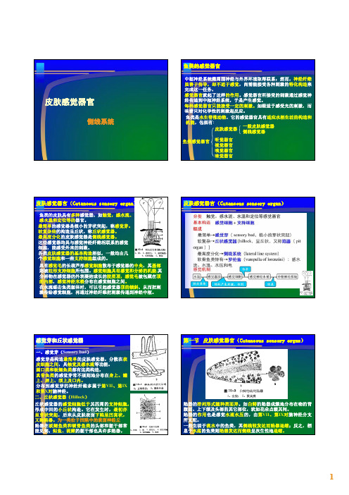 鱼类侧线系统(第三课) (2)