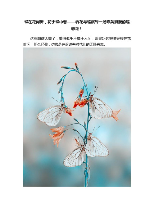 蝶在花间舞，花于蝶中馨——看花与蝶演绎一场唯美浪漫的蝶恋花！