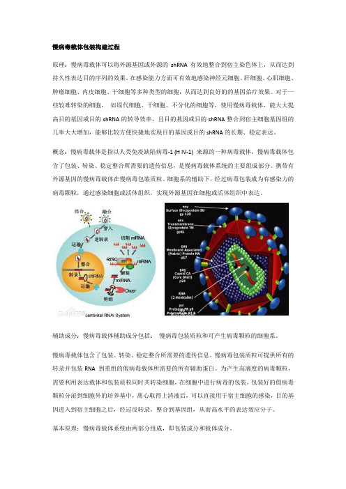 慢病毒载体包装构建过程