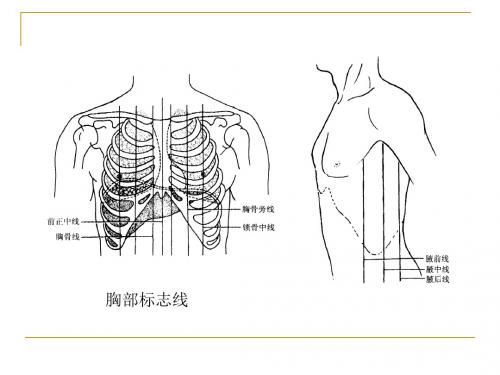 2018年局部解剖学-胸部(一教班中文版)-最新医学文档资料