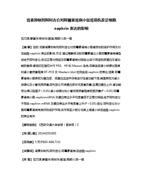 肾素抑制剂阿利吉仑对阿霉素肾病小鼠肾损伤及足细胞nephrin表达的影响