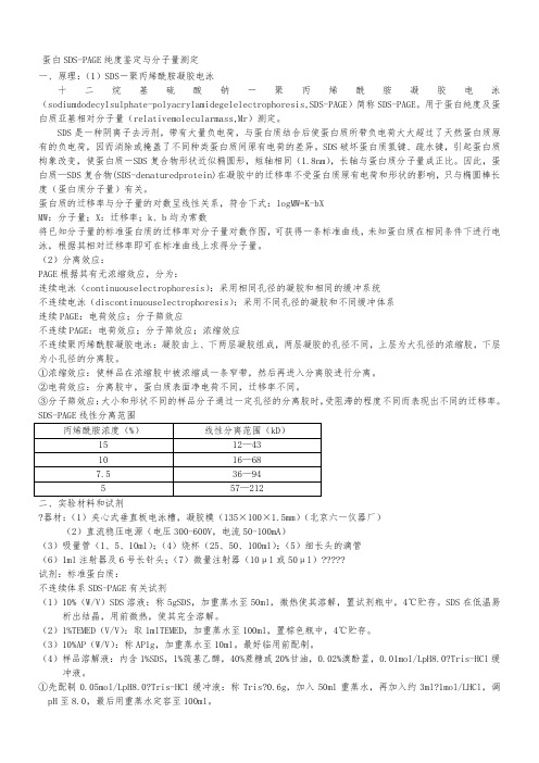 蛋白 SDS-PAGE纯度鉴定与分子量测定