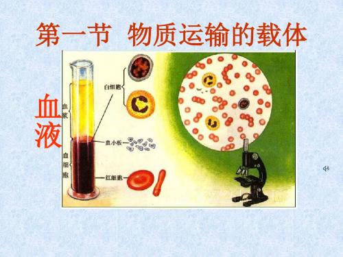 济南版生物七年级下册第三单元第三章 人体内的物质运输第一节 物质运输的载体3课件(28张ppt)