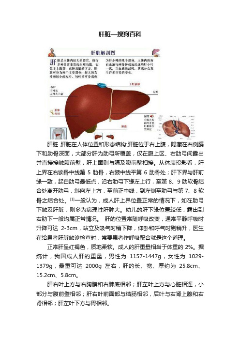 肝脏—搜狗百科