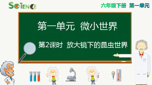 最新教科版小学六年级科学下册《放大镜下的昆虫世界》精品课件