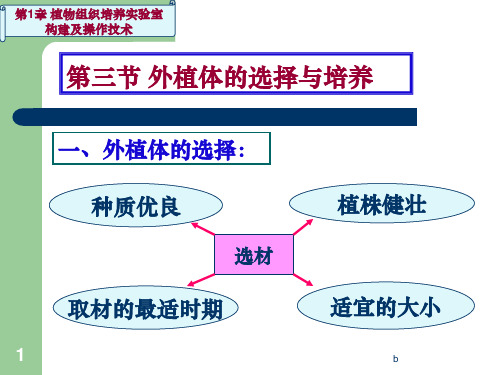 外植体的选择与培养