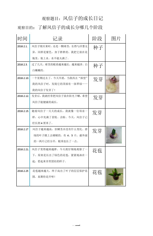 风信子观察日记精选.