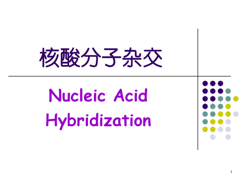 核酸分子杂交