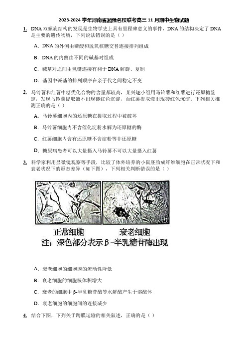 2023-2024学年河南省湘豫名校联考高三11月期中生物试题