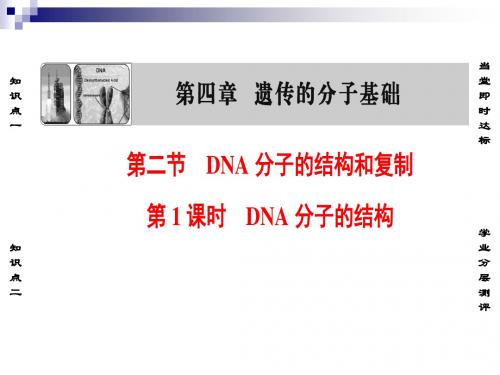 苏教版必修二 4.2.1 dna分子的结构 课件(36张)