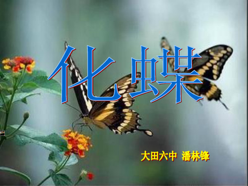 人教版初中初二八年级下册音乐(简谱)《化蝶》音乐课件