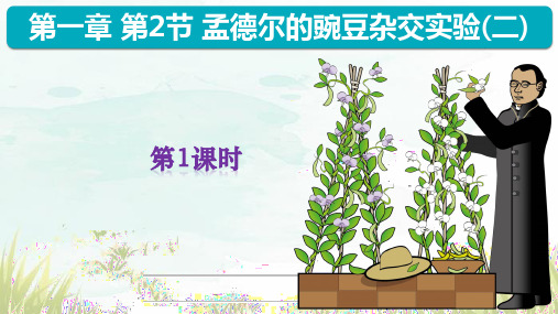 1.2 孟德尔的豌豆杂交实验(二)(第1课时)课件-高一下学期生物人教版必修二