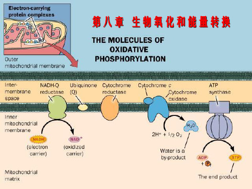 巫-第八章生物氧化和能量转化