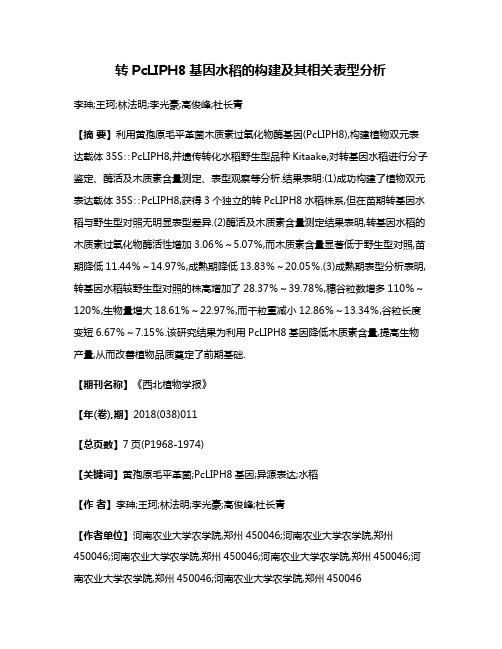 转PcLIPH8基因水稻的构建及其相关表型分析