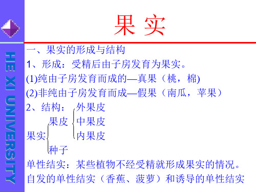 果实的形成与结构ppt课件