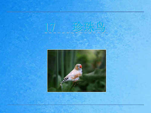 六年级上册语文-17珍珠鸟 北京版ppt课件