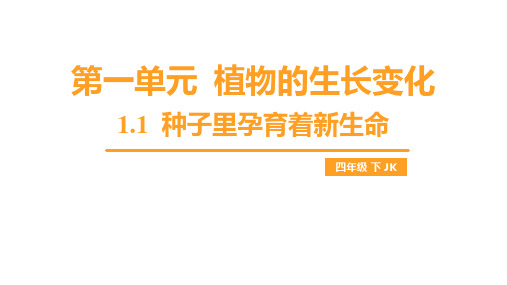 1.1 种子里孕育着新生命(课件)教科版科学四年级下册