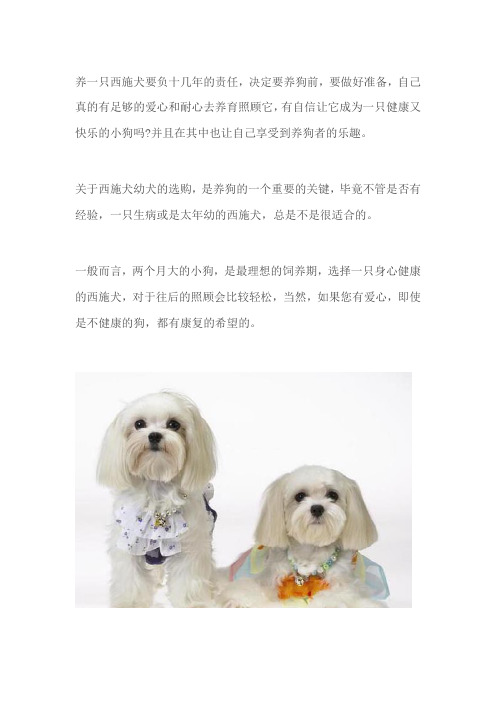 选购西施犬幼犬6大原则
