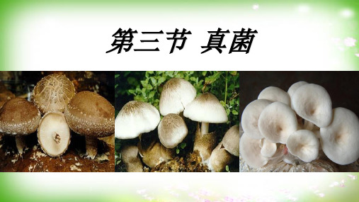 课件认识了解真菌