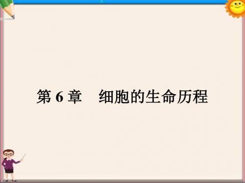 高中生物 6.1 细胞的生命历程课件 新人教版必修1
