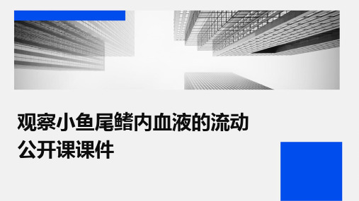 观察小鱼尾鳍内血液的流动公开课课件