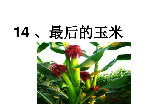 二年级语文下册14.最后的玉米(2018年新版鄂教版)精选教学PPT