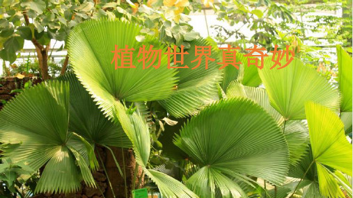 《植物妈妈有办法》课件