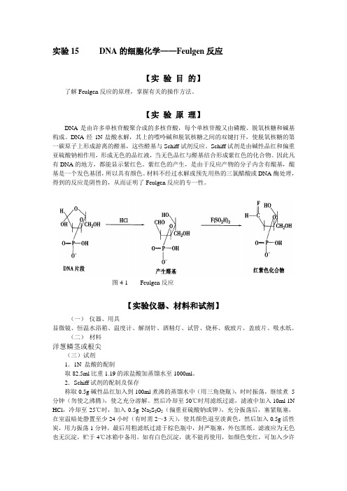 DNA的细胞化学Feulgen反应