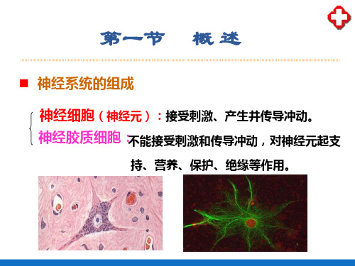 神经系统(人体解剖生理学)