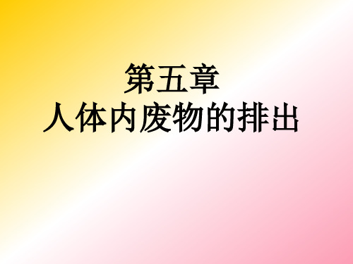 人教版七年级生物下册第四单元第五章人体内废物的排出(共26张PPT)