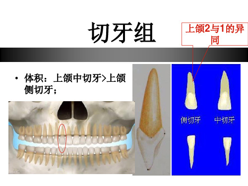 5.上2,下1、2形态特征