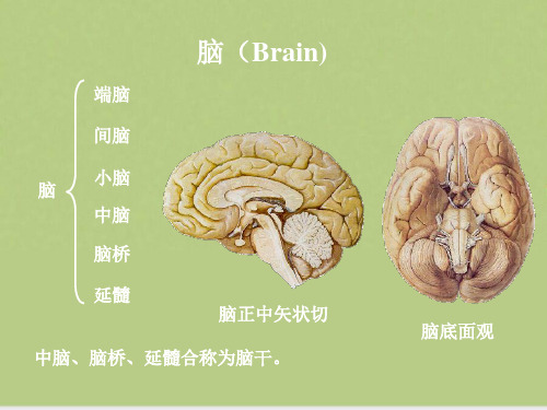 脑干基础医学概要