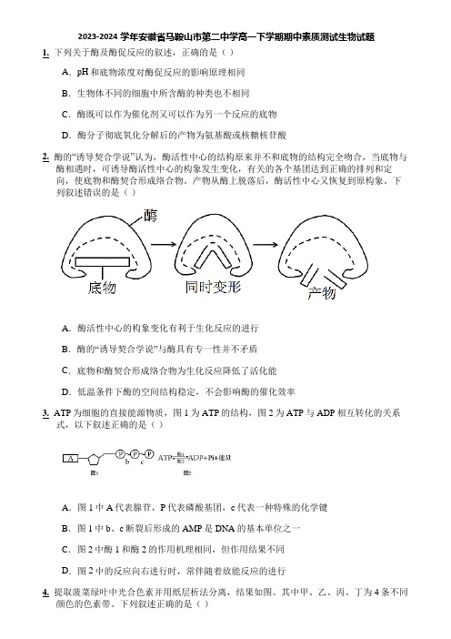 2023-2024学年安徽省马鞍山市第二中学高一下学期期中素质测试生物试题