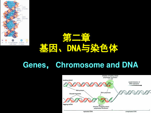 分子生物学：第二章 基因、染色体与DNA-1