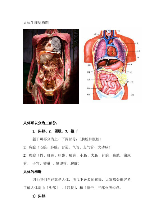 人体生理解剖结构