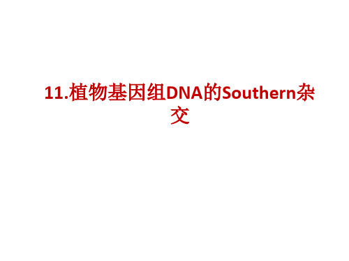 实验十一 Southern杂交分析