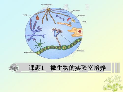 2.1微生物的培养与应用