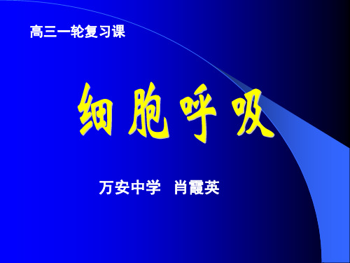 细胞呼吸复习课件