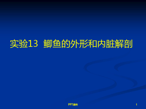 鲫鱼的外形和内脏解剖  ppt课件