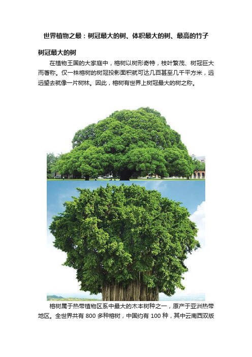 世界植物之最：树冠最大的树、体积最大的树、最高的竹子