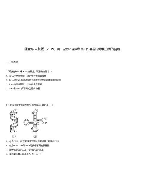 随堂练 人教版(2019)高一必修2 第4章 第1节 基因指导蛋白质的合成