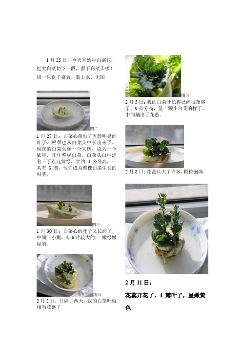 白菜花生长日记