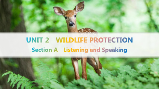 人教版高中英语必修第二册 UNIT 2 WILDLIFE PROTECTION Section A