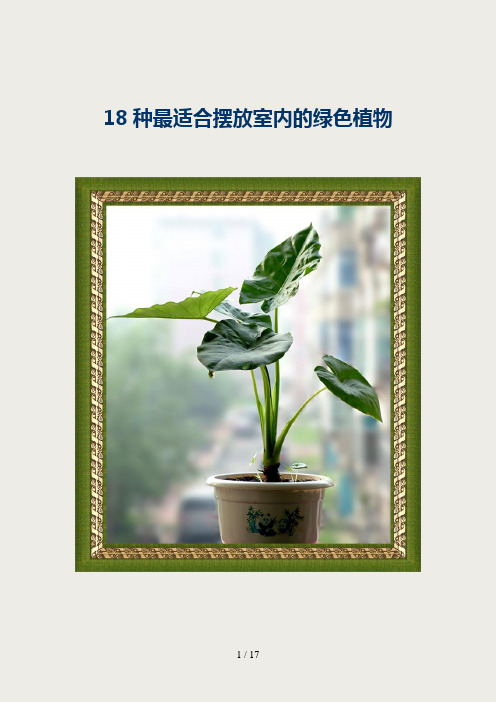 18种最适合摆放室内的绿色植物