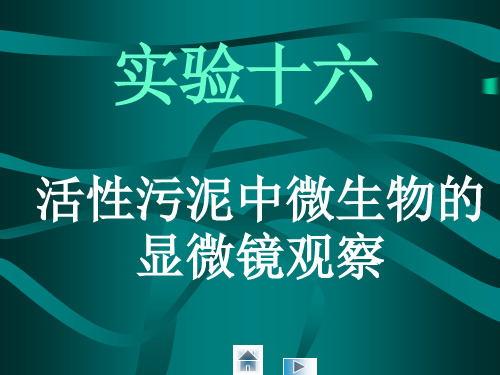 实验十六 活性污泥中微生物的显微镜观察