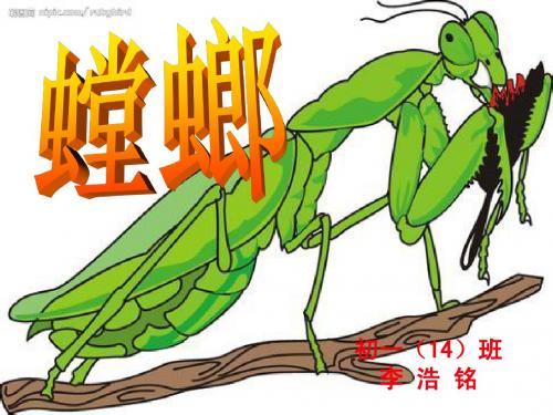 螳螂