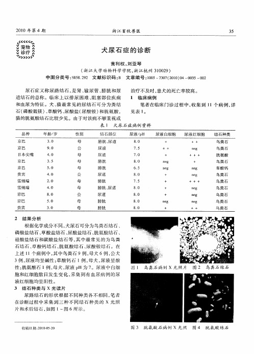 犬尿石症的诊断