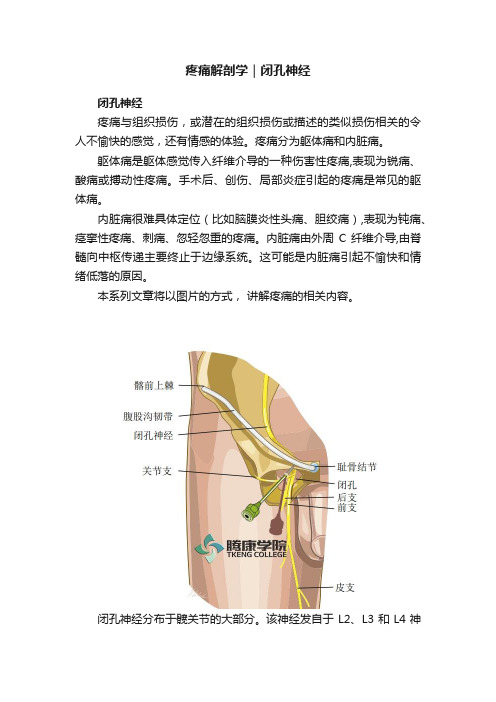 疼痛解剖学｜?闭孔神经