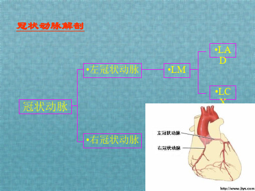 认识冠状动脉及冠心病冠脉造影影像分享课件