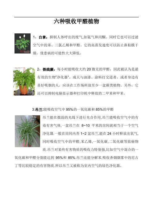 六种吸收甲醛植物